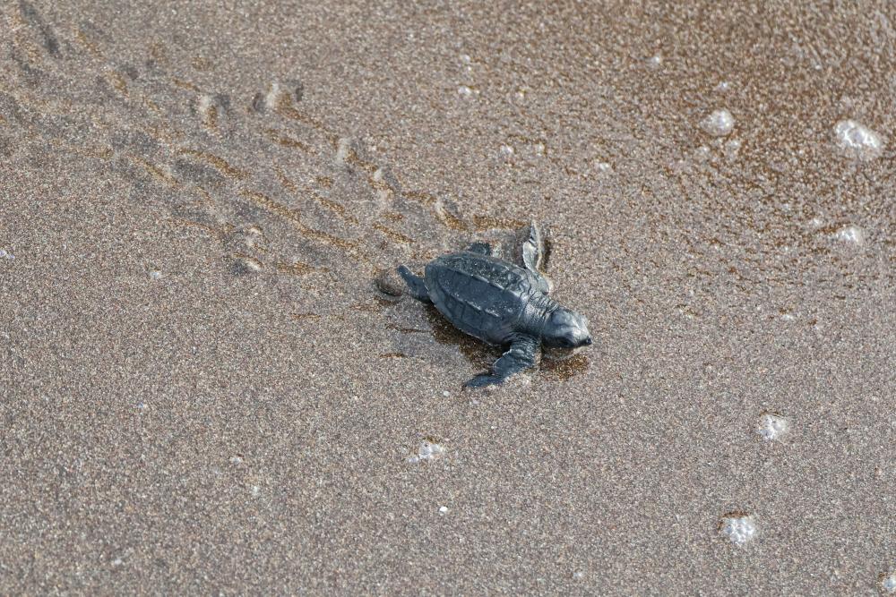 Ten Terrific Togo Tours That Will Make You Want to Pack Now!